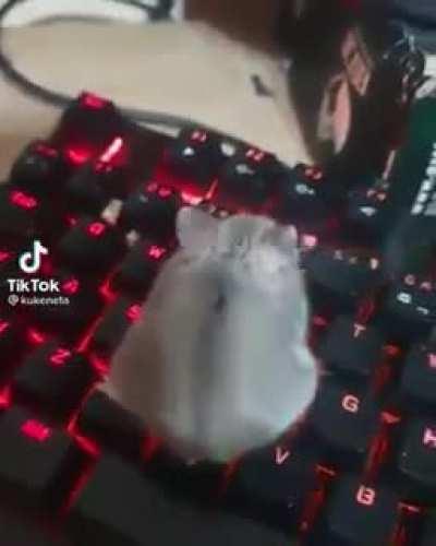 Seguidor de Juja promedio.