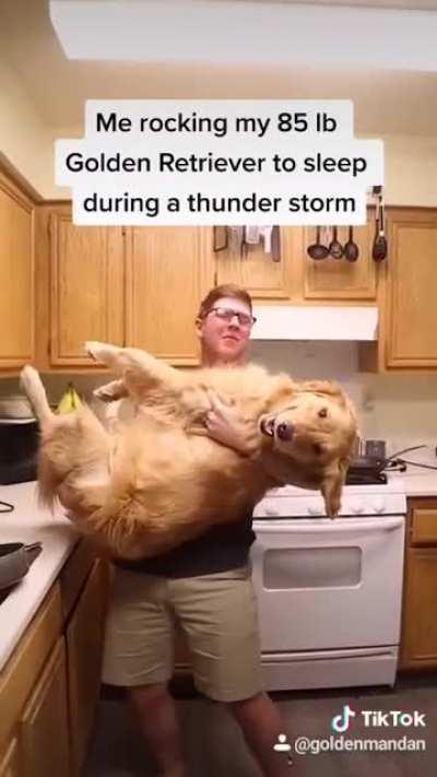This golden retriever looks like an actual lion