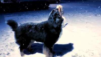 A friend sent me a video of a dog, and I immediately opened Premiere