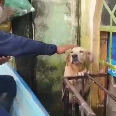 Rescuers save stranded dog from floods