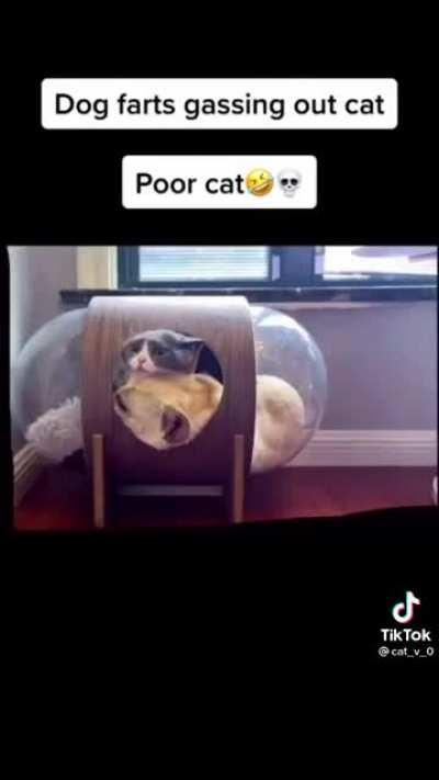 Dog Gas Chamber 💨