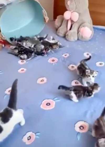 Release the Kitty Krakens!