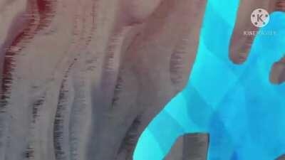 Beastars op2 but it’s wild side