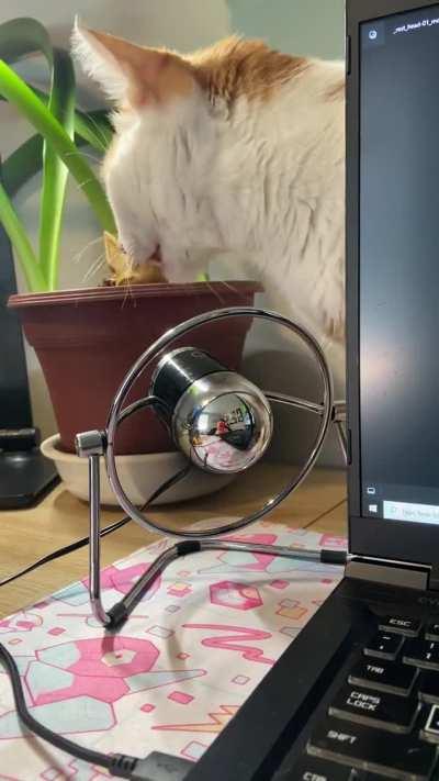 Anyone else’s Orange lick fans?