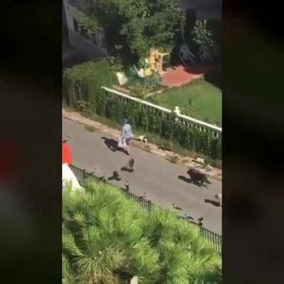 Group of animals following a person