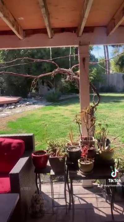 My husky saw something I didn&rsquo;t&hellip; (and no one was hurt)