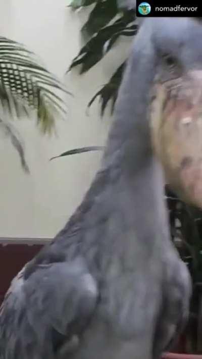 Wow Howard is still phoning it in from Florida? Nobody told me