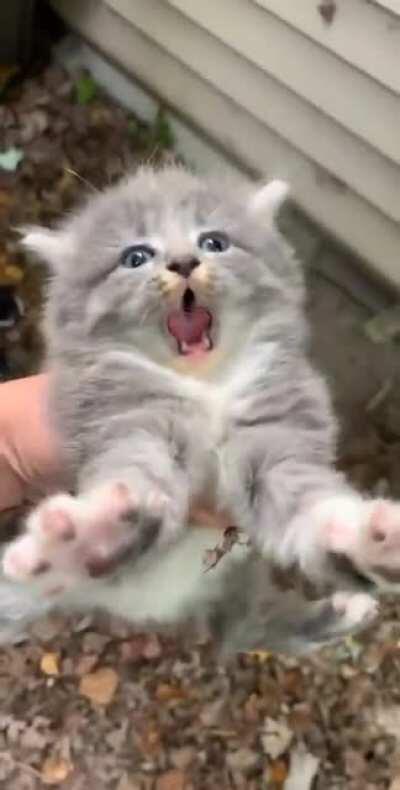 An angry feral kitty!