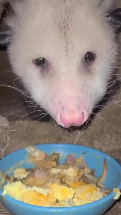 Opie living his best life