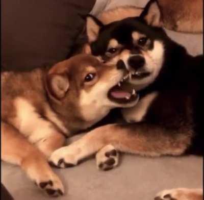 shiba love