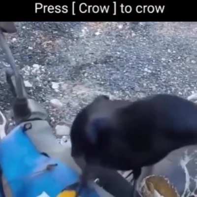 The Crow button