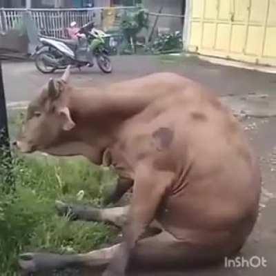 Dando uns conselhos pro Dedeco