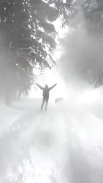 a man kicks a tree causing the snow fall off it