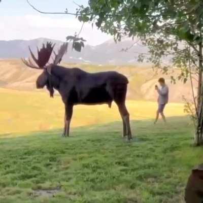 Moment when moose get up 😳