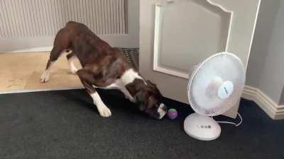 Mission very pawsible