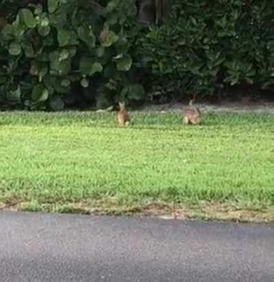 Fighting bulls early on: