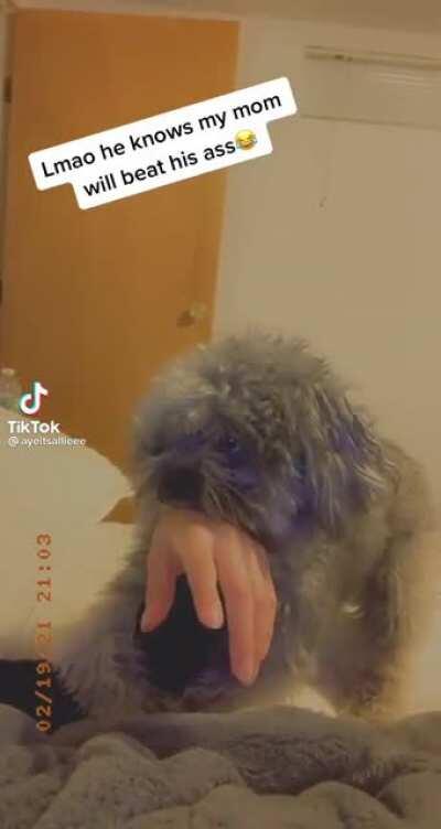 Toby no bite, I just chilling here