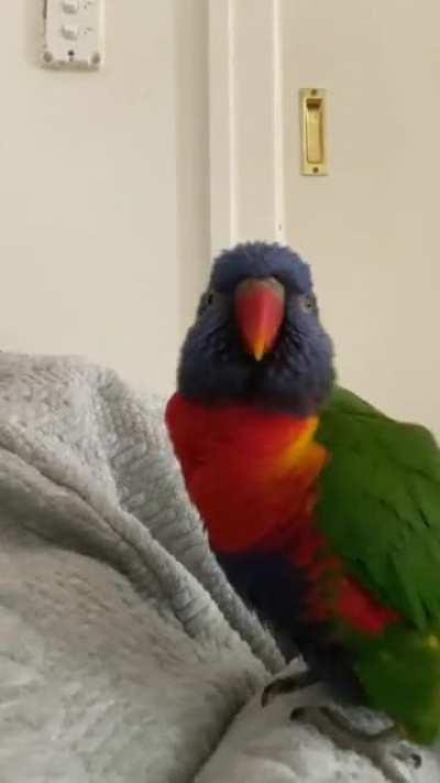 Now I have bird snot all over my face