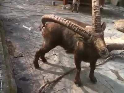 Thanks, I hate multi-functional goat horns.