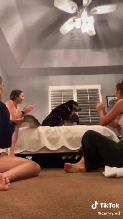 Clapping for doggo to see what happens