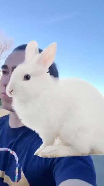 [meme] Rabbit go brrr