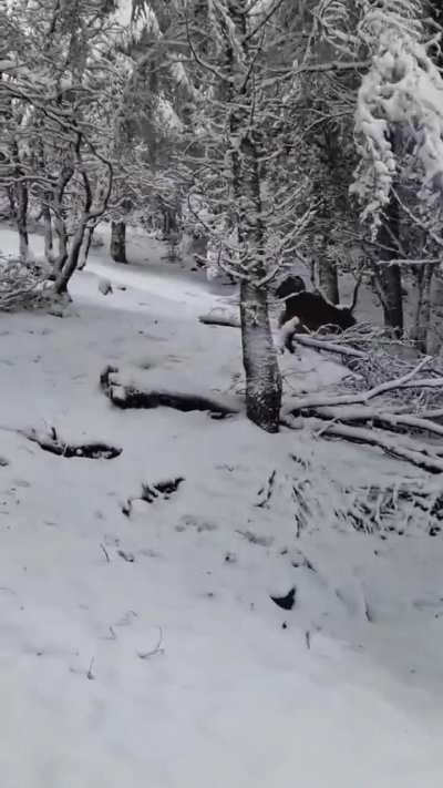 🔥Rams of Barbary sheeps moving across the snowy Tazekka National Park (Morocco)