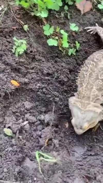 Little garden helper