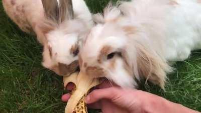 Anyone know what breed this happens to be? (assuming both are same)