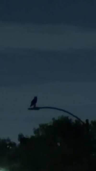 Never heard this owl call before