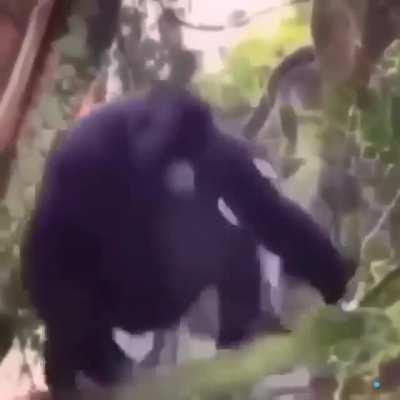 Renan posta video não é degustação de meme