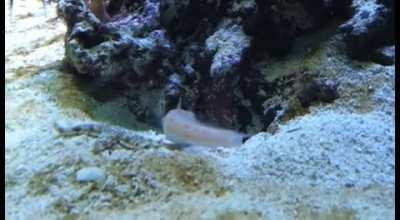 BeMesmerized. Fish diggin a hide-out and then . . . .