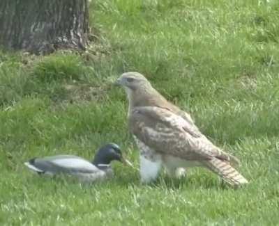 Hawk's reaction to a wooden Mallard Duck
