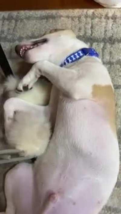 Little puppy is lucky my other dog has tons of patience