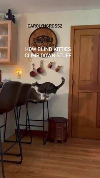 Blind kitty has his own ways