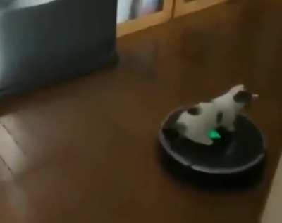 The Robotic Vaccum Cleaner thought it was cleaning the floors, the kitten knew it was just an Uber.