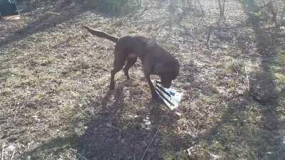 First day free after being neutered, he had a score to settle