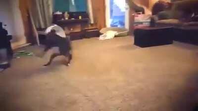 Zoomies: Level Insanity