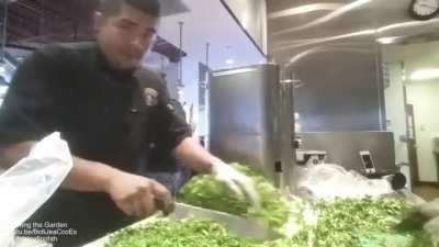 Cutting 2 bags of cilantro (coriander)