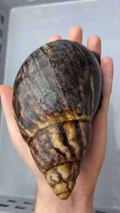 An Archachatina lifecycle