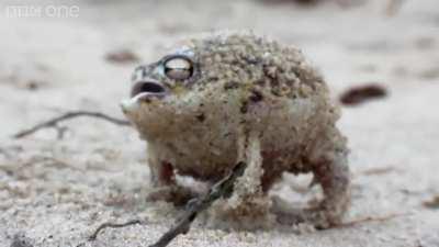 A very angry Pekora AH↓HA↑HA↑HA↑HA↑