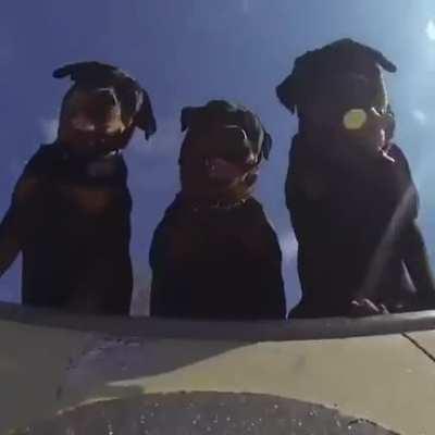 cat of the day 34 (what a cat)