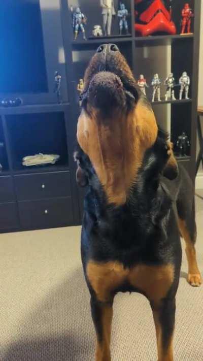 What command do you use to get your pup to howl?