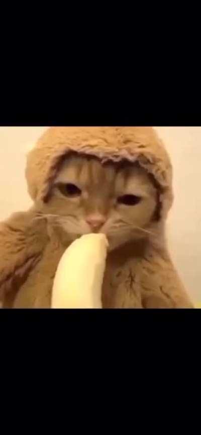 Kitty has returned to Monke