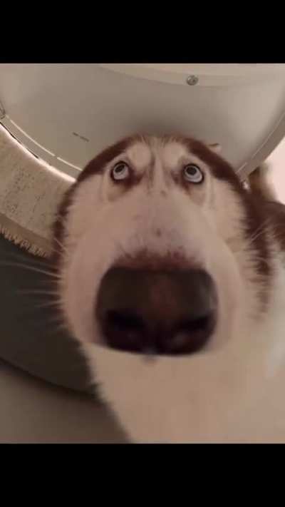 A husky with a 360° camera