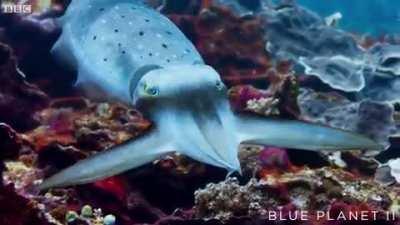 A Cuttlefish uses rapid colour changes to hypnotise its victim.