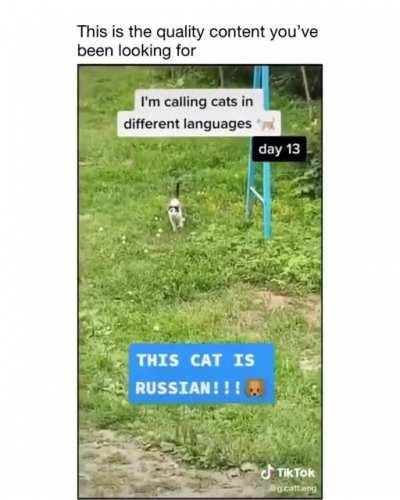 Where is your cat from?