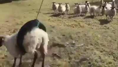 This is fine. I'm fine.