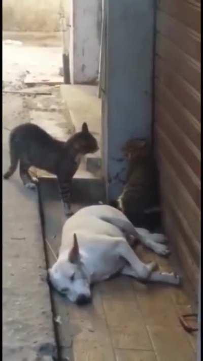 mds q terror peepoRun