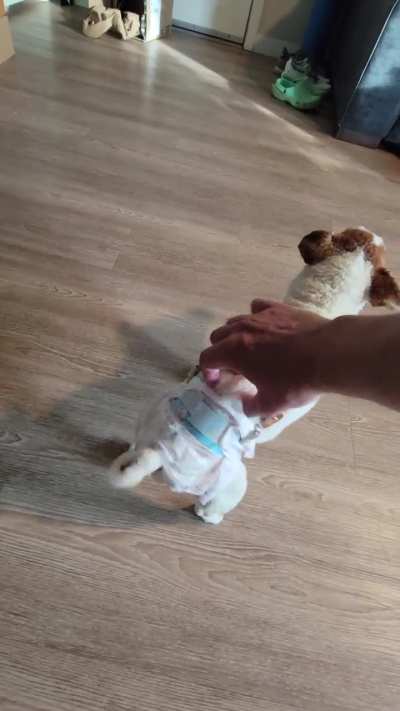 suspender stomps (nala stomp remix)