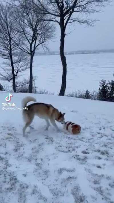 This is Goose and Raymond. Goose wanted to roll down a snowy hill but picked one that was too flat. Raymond is helping.
